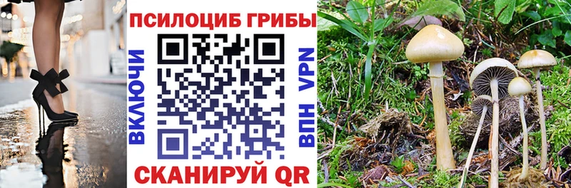 блэк спрут зеркало  Дорогобуж  Псилоцибиновые грибы MAGIC MUSHROOMS  дарнет шоп 